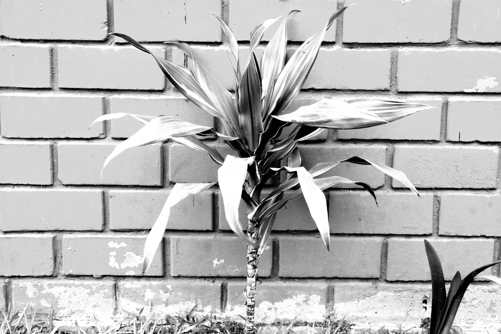 Calderón shoot 11